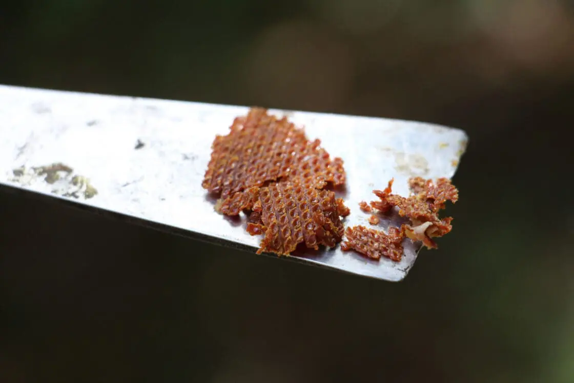 propolis