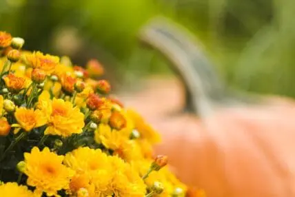 how to care for mums