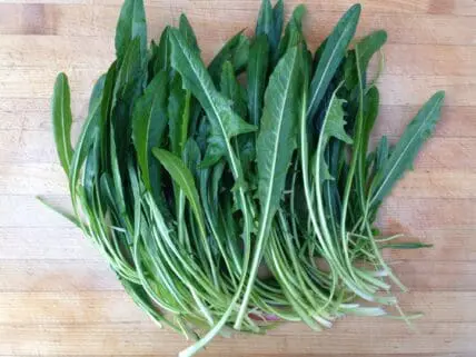 Puntarelle Roman Italian Chicory