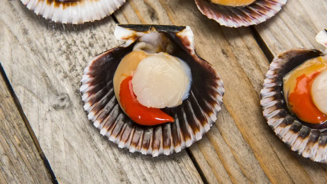 fair trade scallops