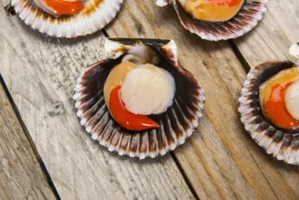 fair trade scallops