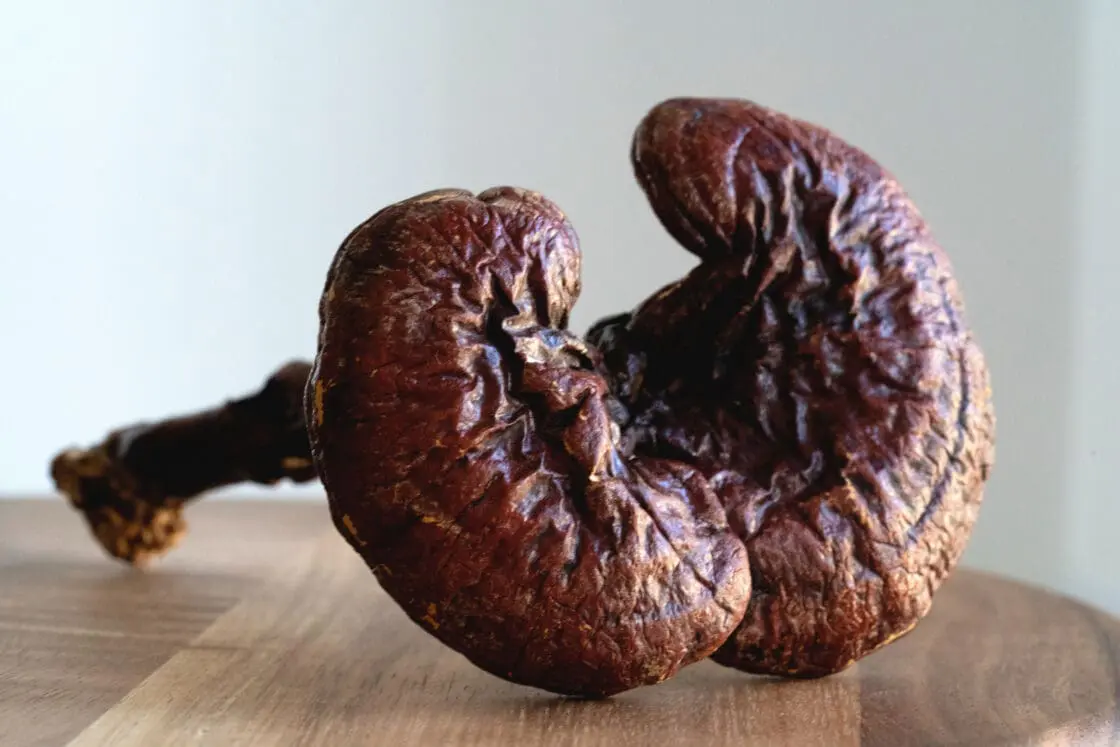 reishi sample, partially dried which is a functional mushroom and defined as an adaptogen via Organic Authority
