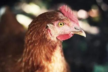 FDA May Be Forced to Share Information on Egg Farms, Court Rules