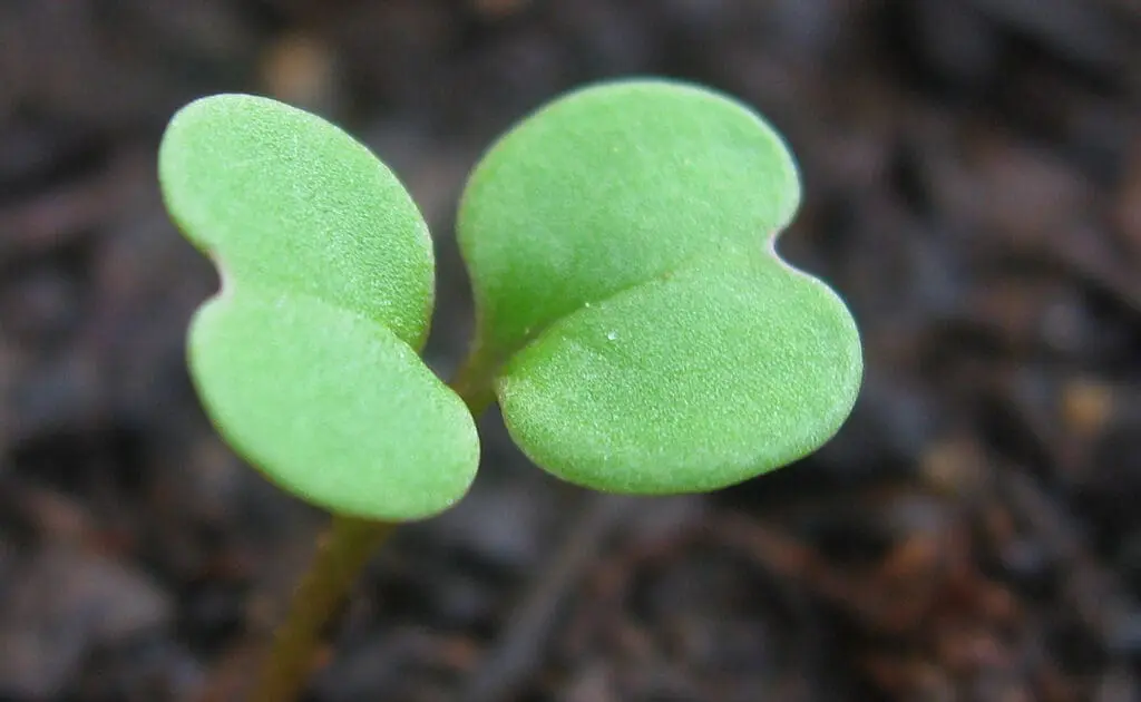 salad seedling photo