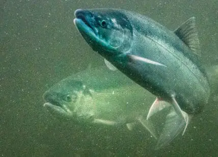 salmon