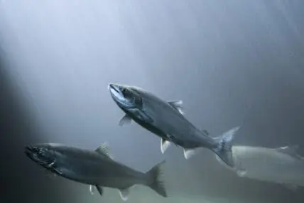 sustainable aquaculture