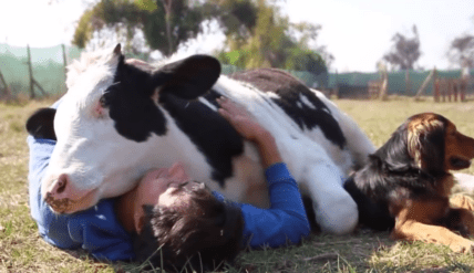 Adorable Rescued Cow Pays for His Freedom With Cuddles [Video]