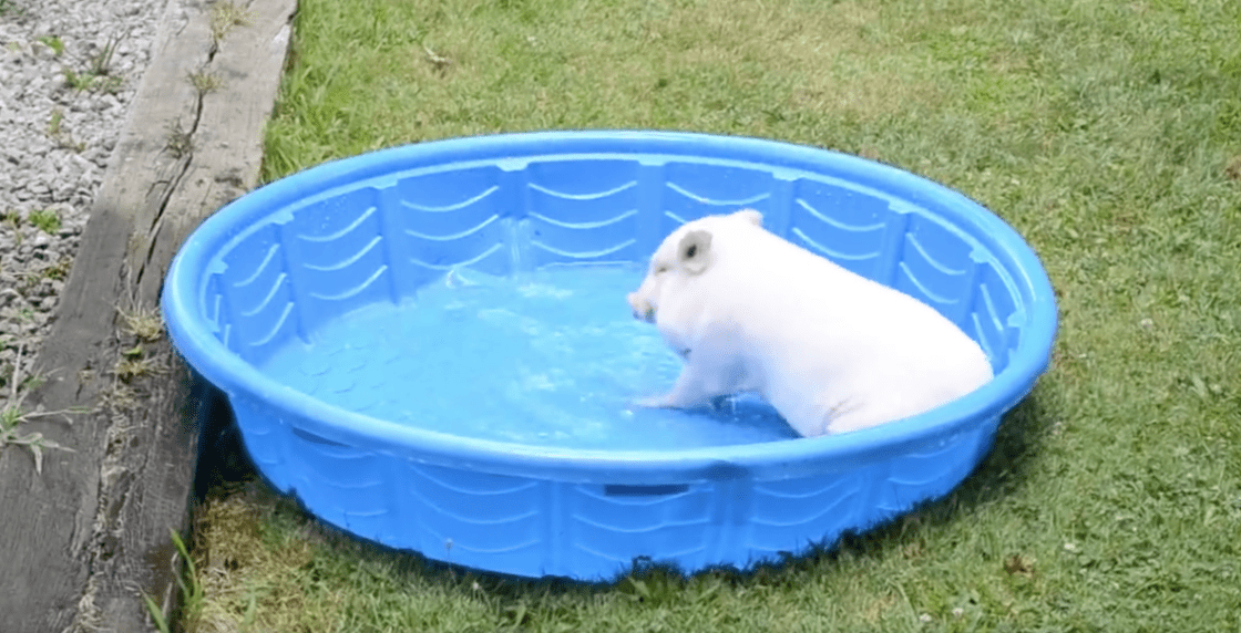 happy pig