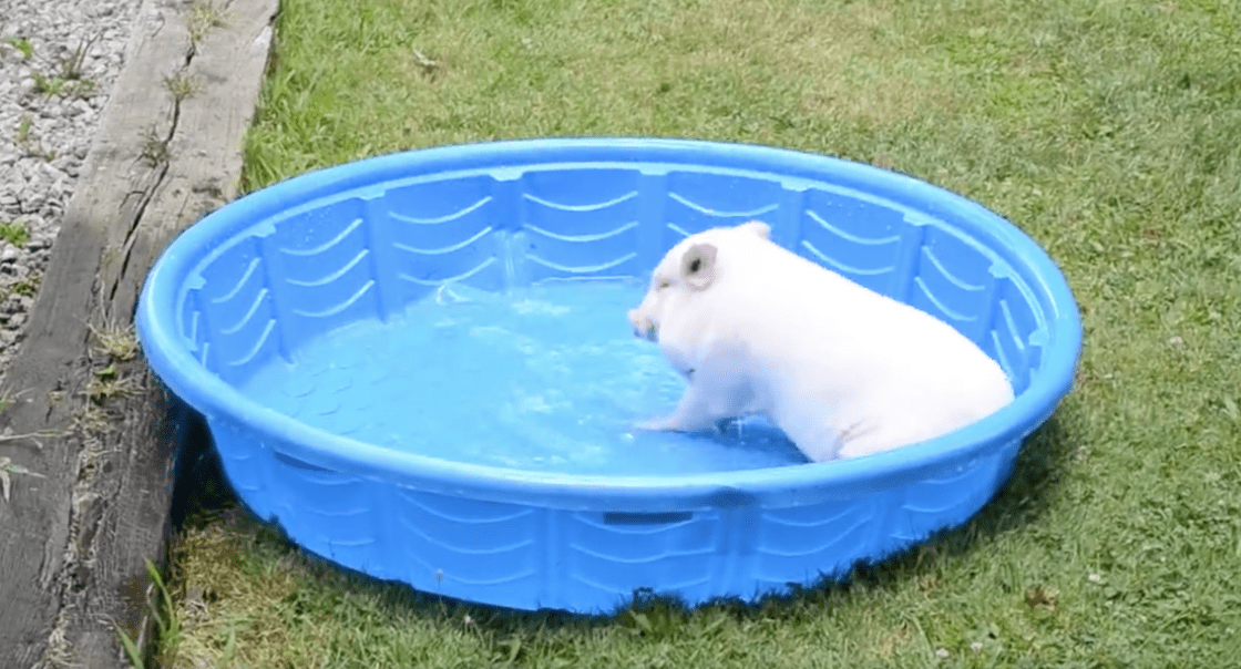 happy pig
