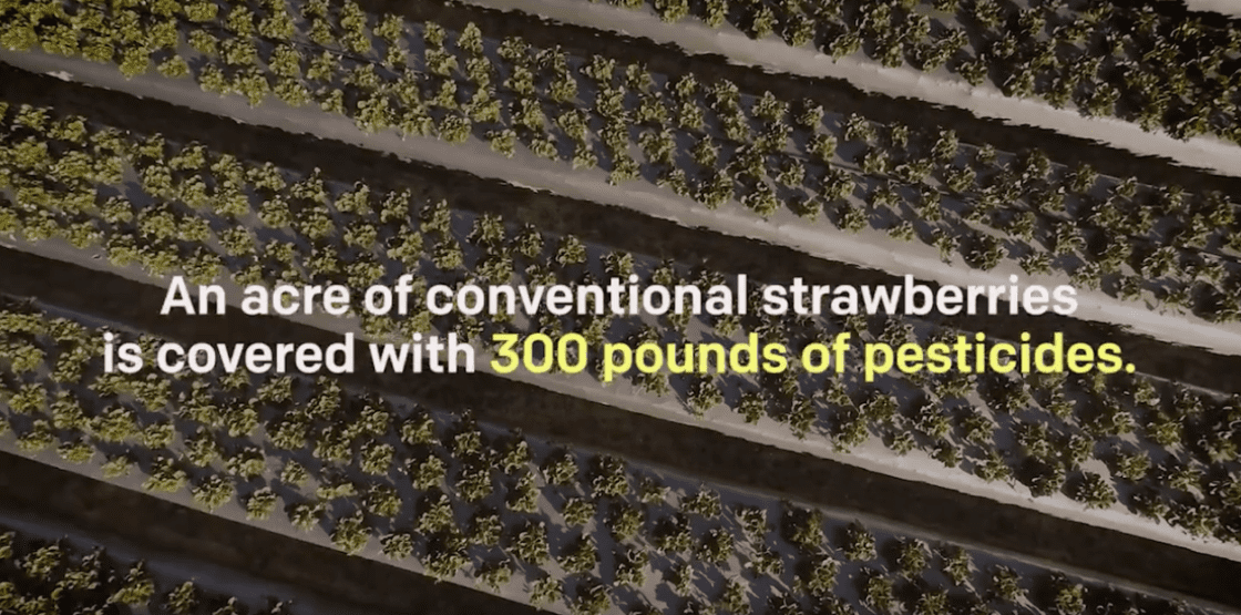 organic strawberry farm