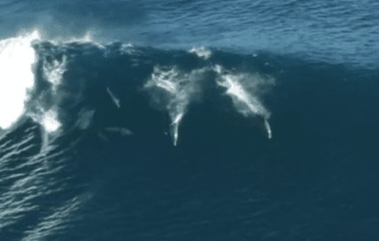 At Least these Dolphins are Happy [Video]