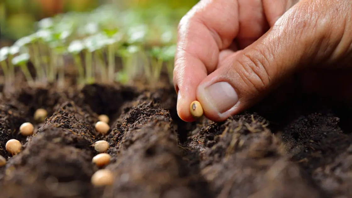 seed catalog