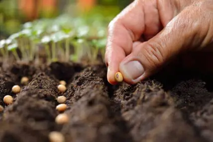 seed catalog