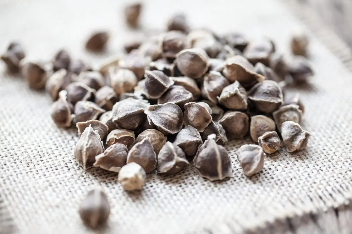Moringa seeds from the moringa oleifera tree