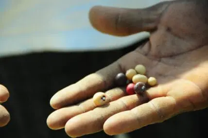 seeds