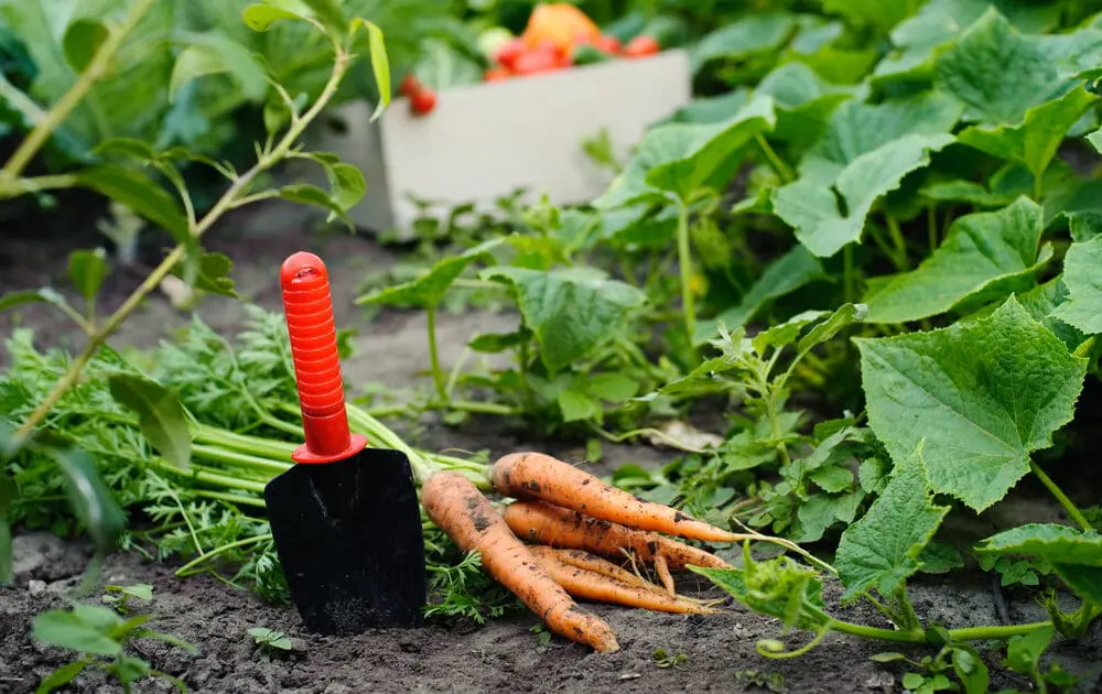 Veganic Farming: Can it Save the Vegan Diet from Animal-Based Soil?