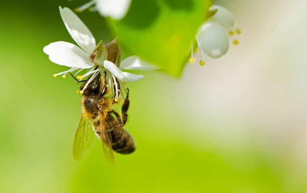 honey bees