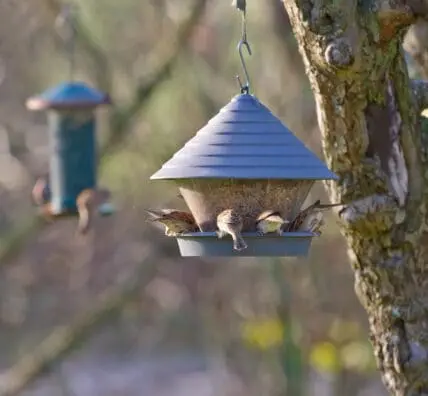 6 Steps to a Certified Backyard Wildlife Habitat