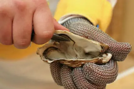 Do Oysters Qualify as Vegan Food?