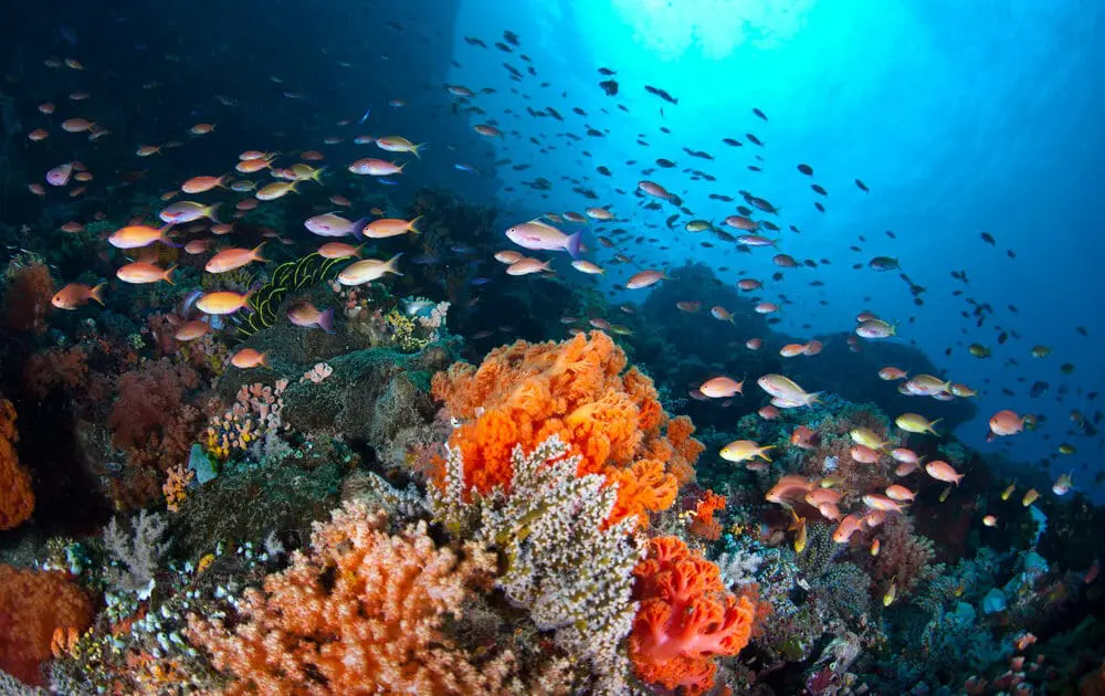 Marine Species 'Can't Adapt' to Climate Change and Overfishing, Study Finds