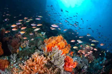 Marine Species 'Can't Adapt' to Climate Change and Overfishing, Study Finds