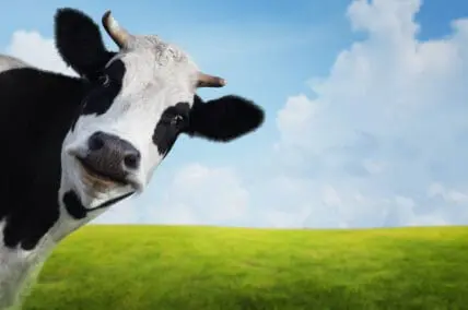 This is What Happens When a Cow Escapes a Slaughterhouse [Video]