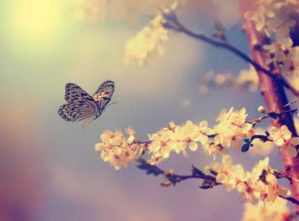 Stop Everything and Watch the Metamorphosis of a Butterfly [Video]