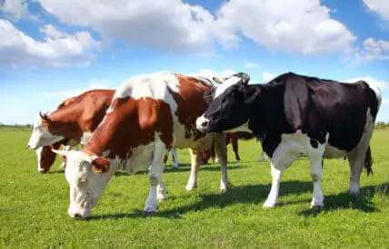 beef fed a gmo free diet can now be labeled as such