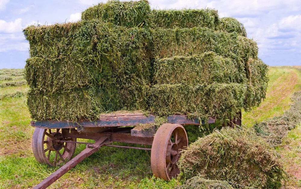 More Than 25 Percent of Wild Alfalfa is Now Genetically Modified Due to Crop Drift, USDA Research Confirms