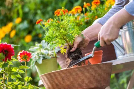 backyard gardens