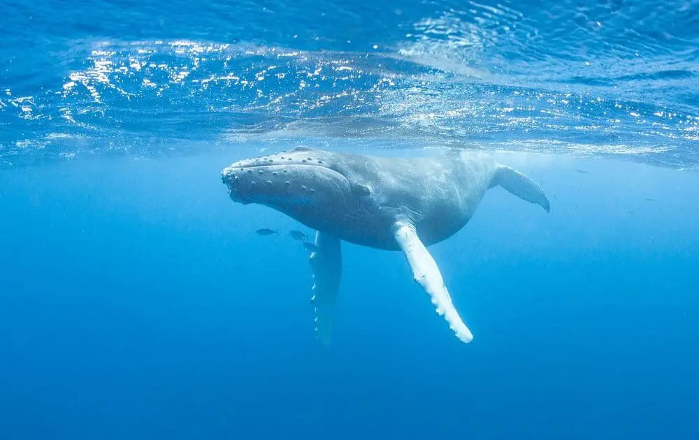 Think Twice Before Taking That Krill Oil, If You Love Whales, That Is