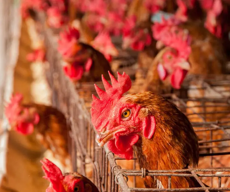 Foster Farms Makes Huge Move Away from Antibiotics in Chicken