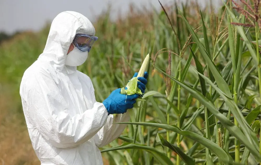 What’s the Biggest Issue With GMOs? (Hint: It’s Not Exactly Labeling)