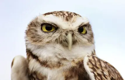 Endangered Species Get a Pesticide Push Toward Extinction