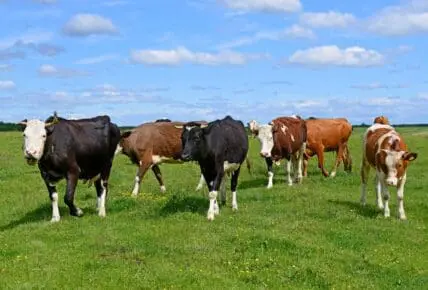 organic meat