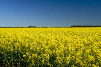 Glyphosate Herbicide Reapproved by European Parliament for Next 7 Years