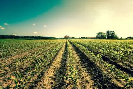 Modern Commercial Farming is to Blame for Global Hunger Issues