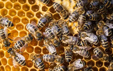 american honey tainted with glyphosate