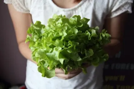 The World's Top Pharmaceutical Companies May Soon Turn to Lettuce Leaves?