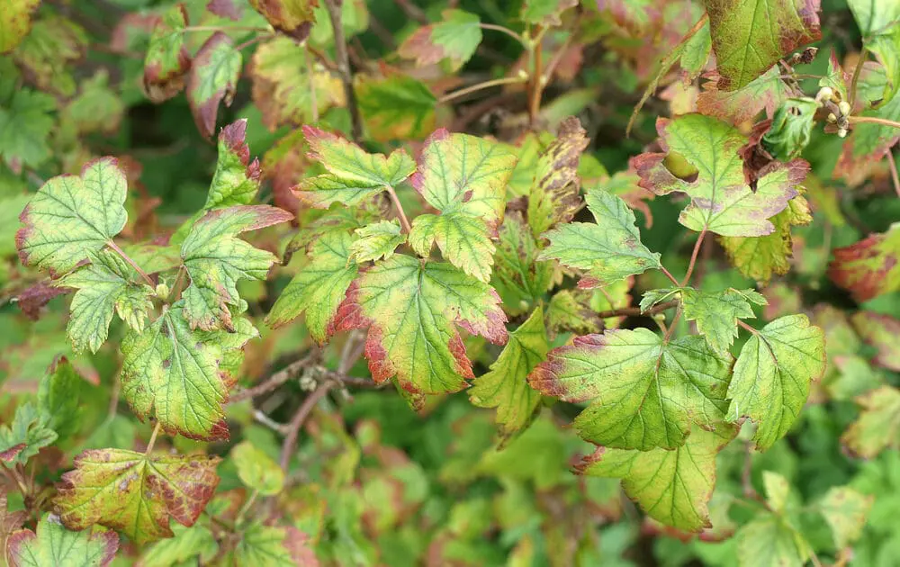 Fix yellow leaves with a little research and care.