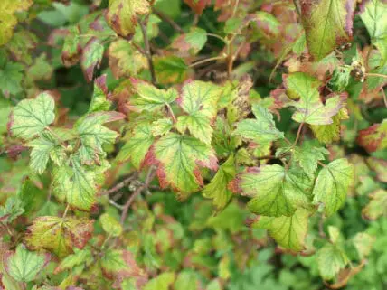 Fix yellow leaves with a little research and care.
