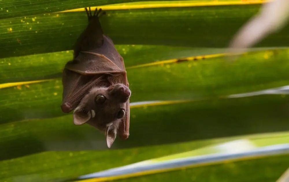 benefits of bats for your garden
