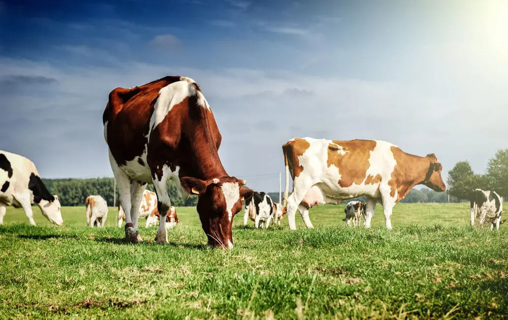 Climate change is a big problem, so curbing it even by stopping cow burps, can help.