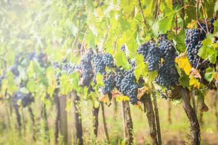 France Launches First Criminal Investigation Over Pesticide-Related Death of Grape Grower
