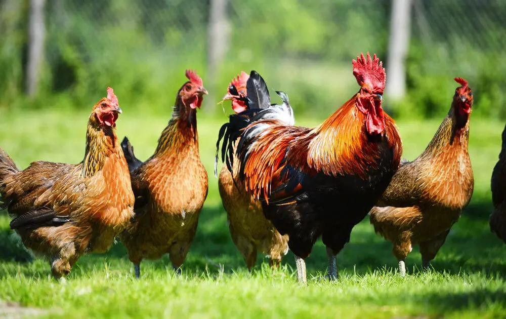 usda organic chickens must have 1 square foot of space