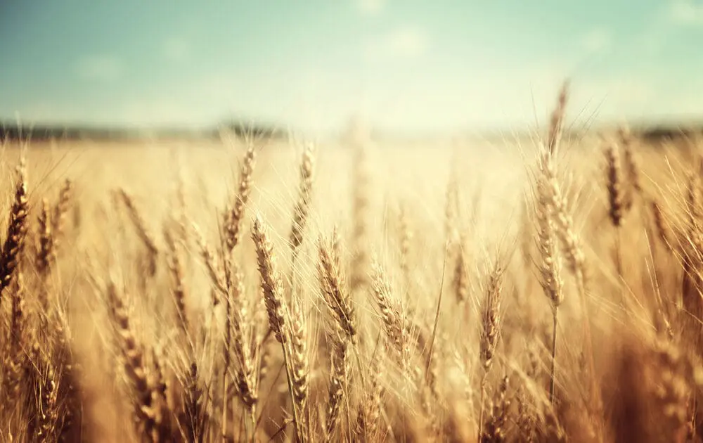 gmo wheat
