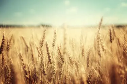 effects of climate change may include toxic wheat
