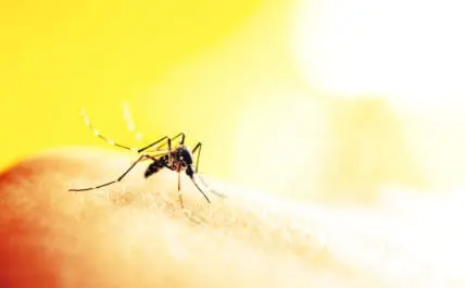 What's the Real Deal with Zika Virus and Microcephaly? The Definitive Guide to What We Know