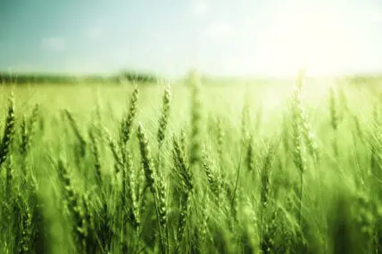 American-Produced Organics More than Double in Five Years