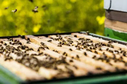 honeybee colony